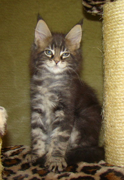     Catsvill County!   !    !       !!!    Catsvill County +7-926-544-74-09     .   ,   ,   ,    ,   ,  ,     ,   -,    ,   !